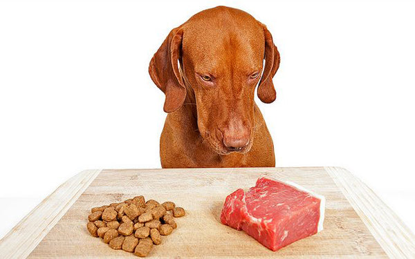 Is RAW FOOD going to suit my dog?