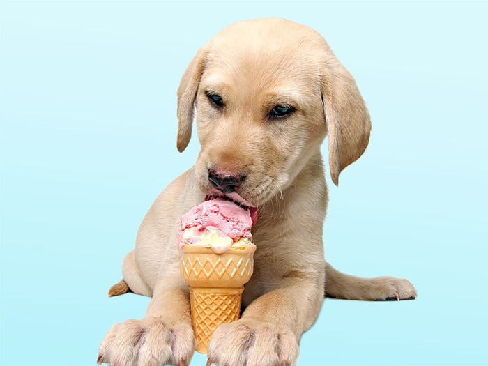 Ice Cream for DOGS!