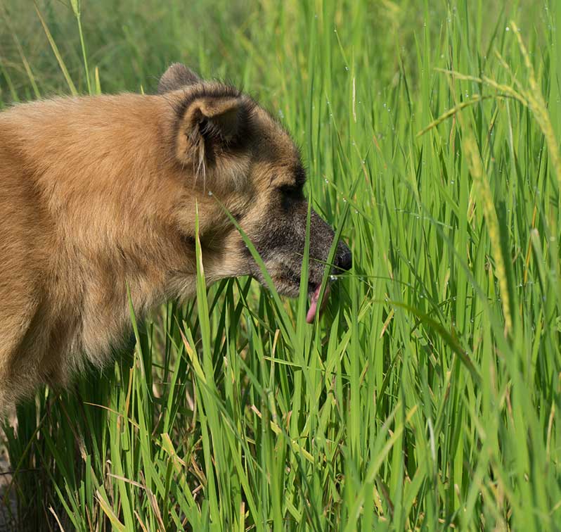 Why is my dog not eating? Some common reasons and solutions. — Newlands