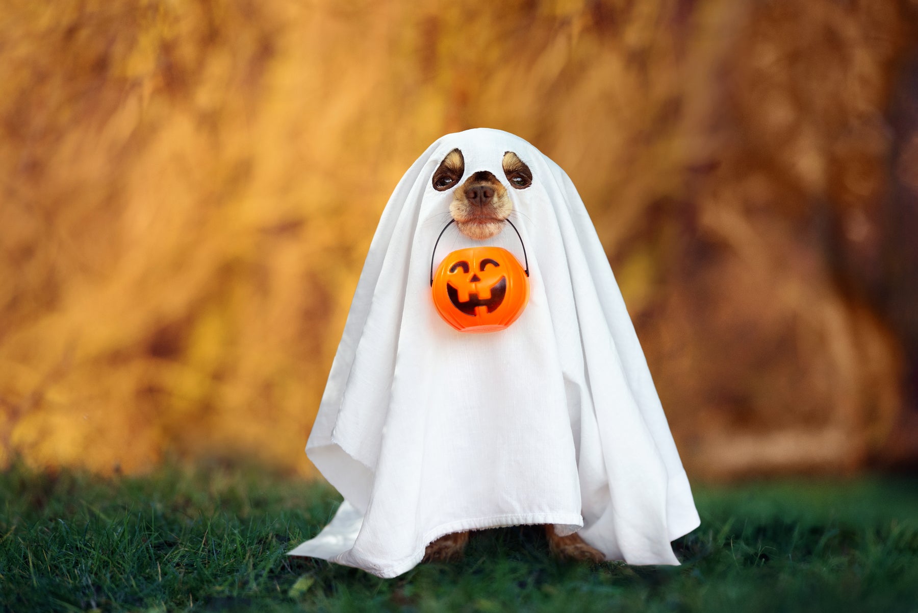 Keeping your pets safe at Halloween