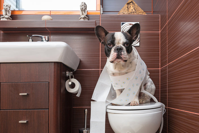 Does Your Dog Have Diarrhoea?