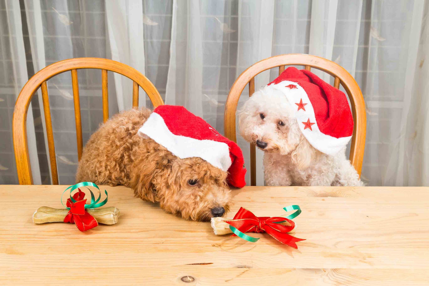 Can Dogs Eat Christmas Dinner?