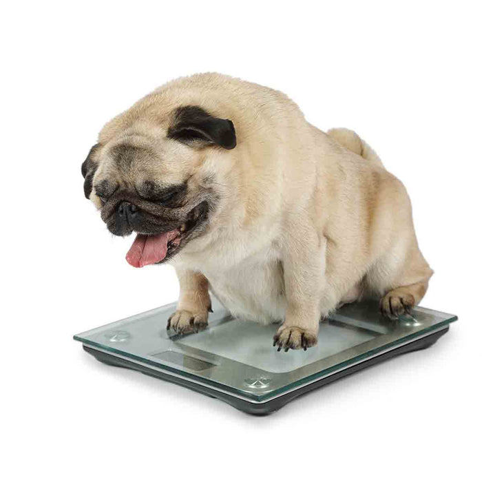 3 Tips for helping overweight dogs