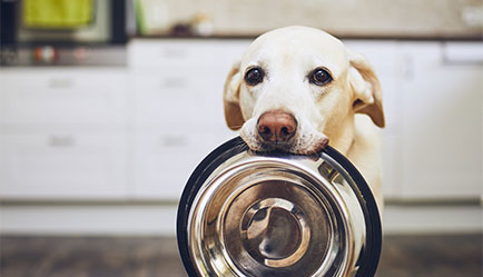 Common raw dog food myths