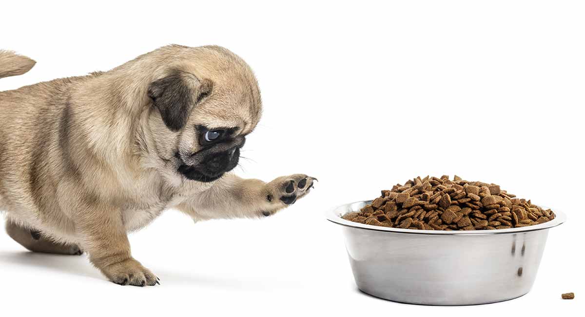 How to change your puppies diet!