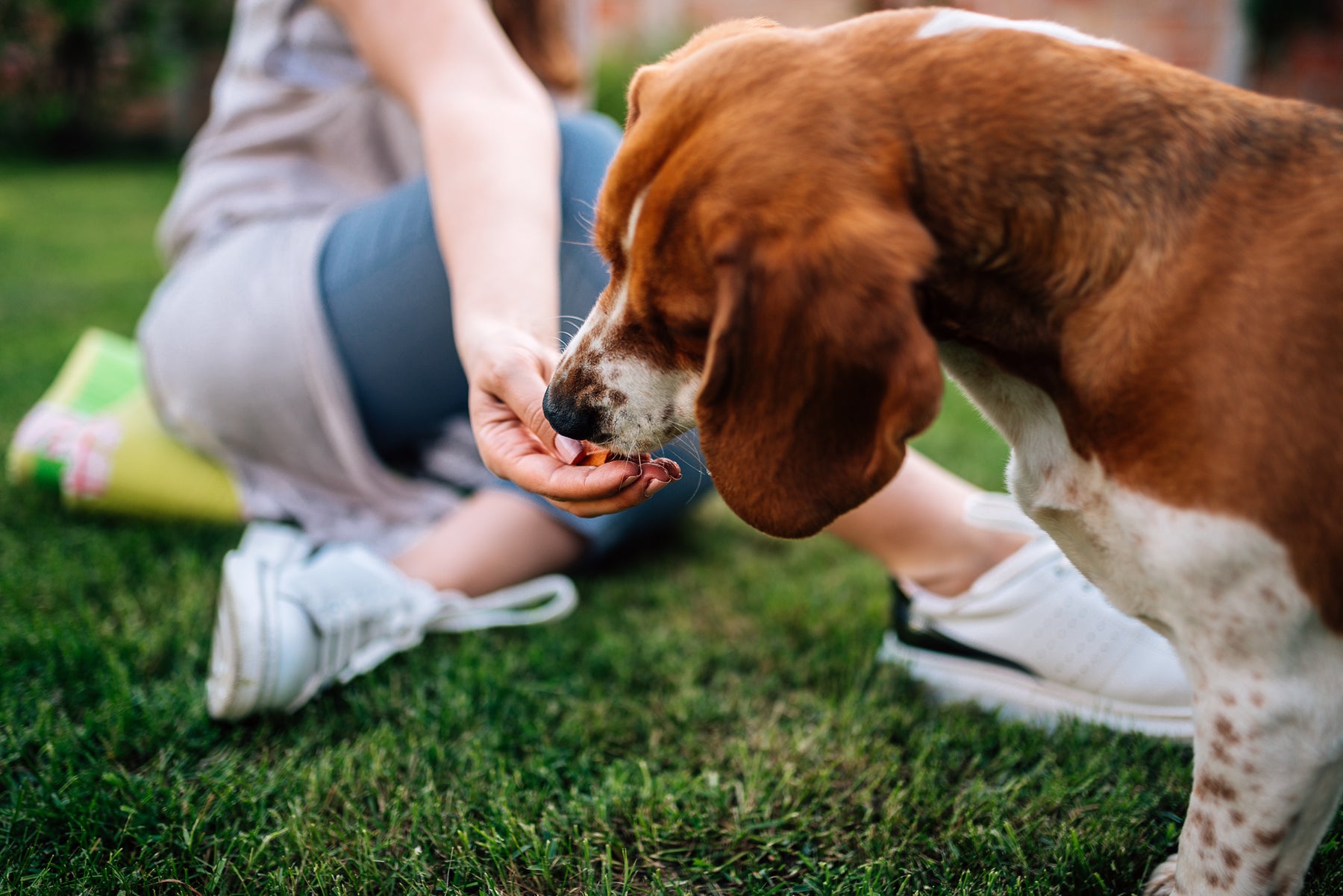 Should I be feeding 'human' food and treats to my dog?