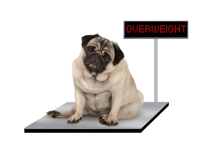 How To Find Out If Your Dog Is Overweight.