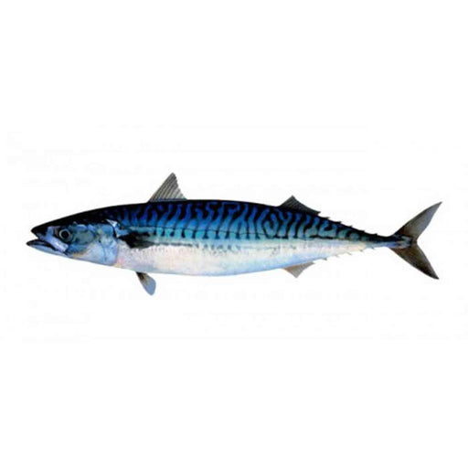 Kiezebrink Whole Mackerel 1kg