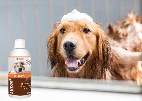 Ingenious Probiotics Pet Shampoo 300ml